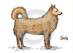 Dog breed engraved, hand drawn vector illustration in woodcut scratchboard style, vintage species.