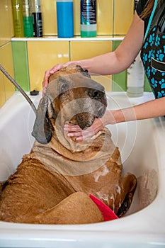A dog breed fila brasileiro taking a shower with soap and water