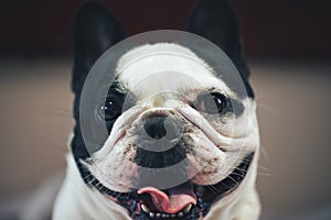 Dog Breed French Bulldog