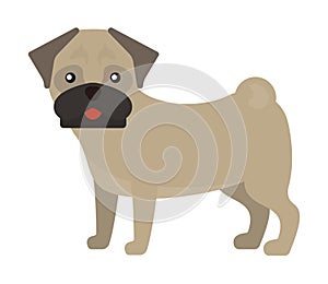 Dog breed french bulldog adorable doggy face pet animal puppy vector illustration.
