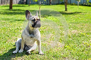 Dog breed French Bulldog on the green grass