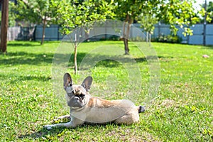 Dog breed French Bulldog on the green grass