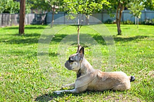 Dog breed French Bulldog on the green grass