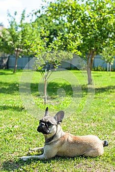 Dog breed French Bulldog on the green grass