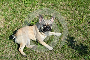 Dog breed French Bulldog on the green grass