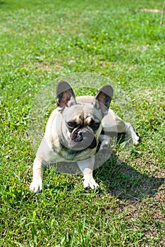 Dog breed French Bulldog on the green grass