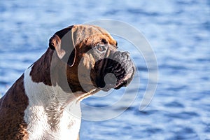 the dog breed is a German boxer male sitting on a background of blue water with small waves