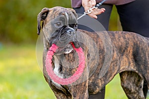 Dog breed German boxer with a plastic ring in his mouth on a leash near his mistress