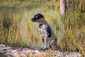 Dog breed German Pointer