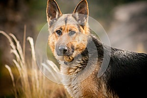 Dog breed German shepherd portrait on nature