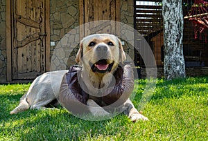 Dog breed golden labrador lying on green lawn and looking at camera. Purebred retriever with brown leather boxing gloves