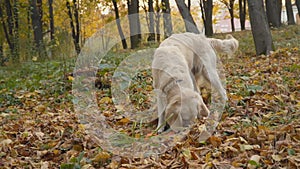 Dog breed Golden Retriever