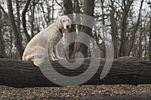 Dog breed Golden Retriever walk in the forest