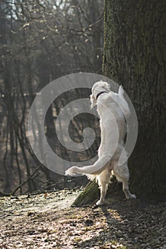 Dog breed Golden Retriever walk in the forest