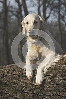 Dog breed Golden Retriever walk in the forest