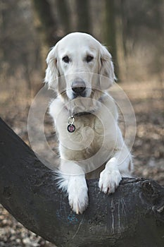 Dog breed Golden Retriever walk in the forest