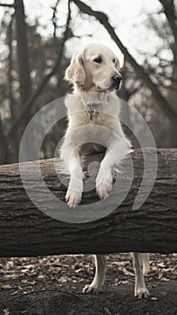 Dog breed Golden Retriever walk in the forest