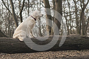 Dog breed Golden Retriever walk in the forest