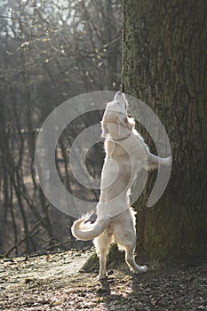 Dog breed Golden Retriever walk in the forest