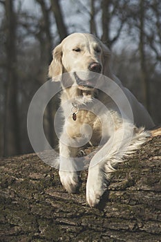 Dog breed Golden Retriever walk in the forest