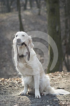 Dog breed Golden Retriever walk in the forest with leash