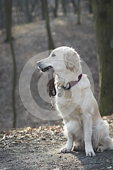 Dog breed Golden Retriever walk in the forest with leash