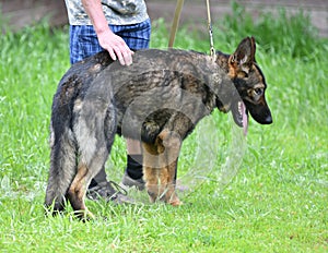 Dog breed Herder or Belgian Shepherd on a walk