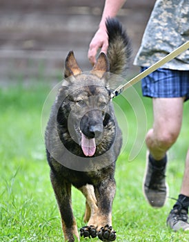 Dog breed Herder or Belgian Shepherd on a walk