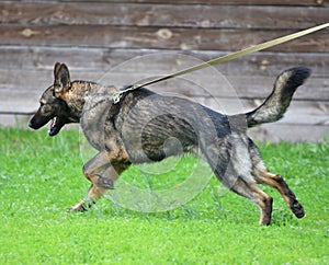 Dog breed Herder or Belgian Shepherd on a walk