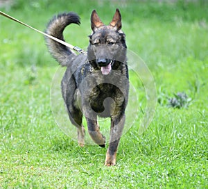 Dog breed Herder or Belgian Shepherd on a walk