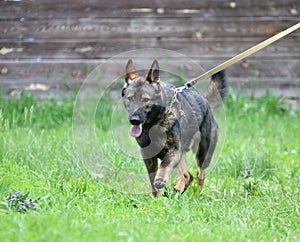 Dog breed Herder or Belgian Shepherd on a walk