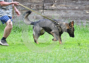 Dog breed Herder or Belgian Shepherd on a walk