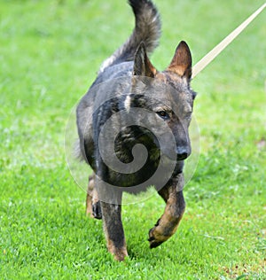 Dog breed Herder or Belgian Shepherd on a walk