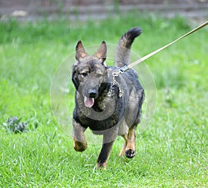 Dog breed Herder or Belgian Shepherd on a walk