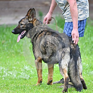 Dog breed Herder or Belgian Shepherd on a walk