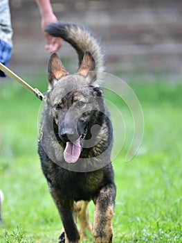 Dog breed Herder or Belgian Shepherd on a walk