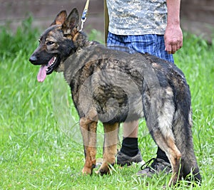 Dog breed Herder or Belgian Shepherd on a walk