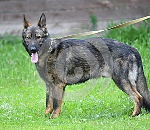 Dog breed Herder or Belgian Shepherd on a walk