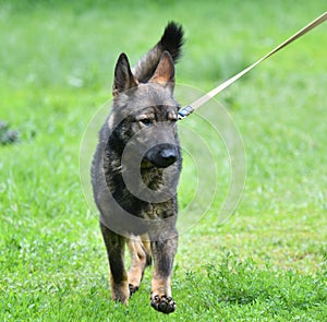 Dog breed Herder or Belgian Shepherd on a walk