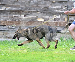 Dog breed Herder or Belgian Shepherd on a walk