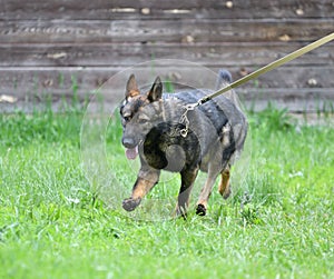 Dog breed Herder or Belgian Shepherd on a walk