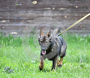 Dog breed Herder or Belgian Shepherd on a walk