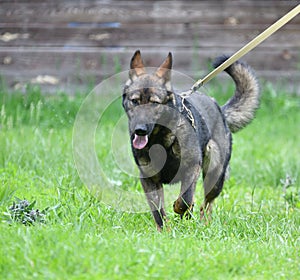 Dog breed Herder or Belgian Shepherd on a walk