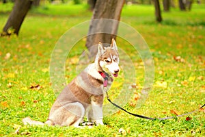 The dog of breed huskies sits on a grass in park on a lead