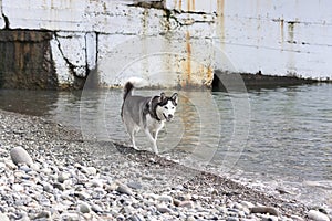Dog breed Husky goes along the sea shore on a pebble beach
