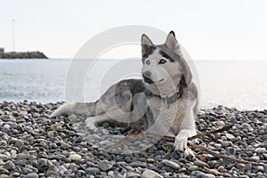 Dog breed Husky lying on the beach and looks away