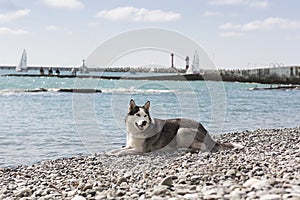 Dog breed Husky lying on the beach on a pebble beach