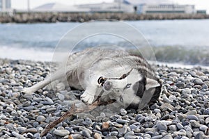 Dog breed Husky playing with a stick on the beach