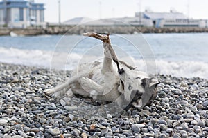 Dog breed Husky playing with a stick on the beach