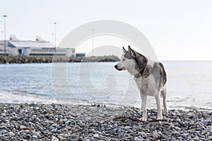 Dog breed Husky stands on the beach and looks carefully